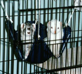 2 ferrets in cage
